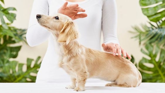 动物灵气 Animal Reiki