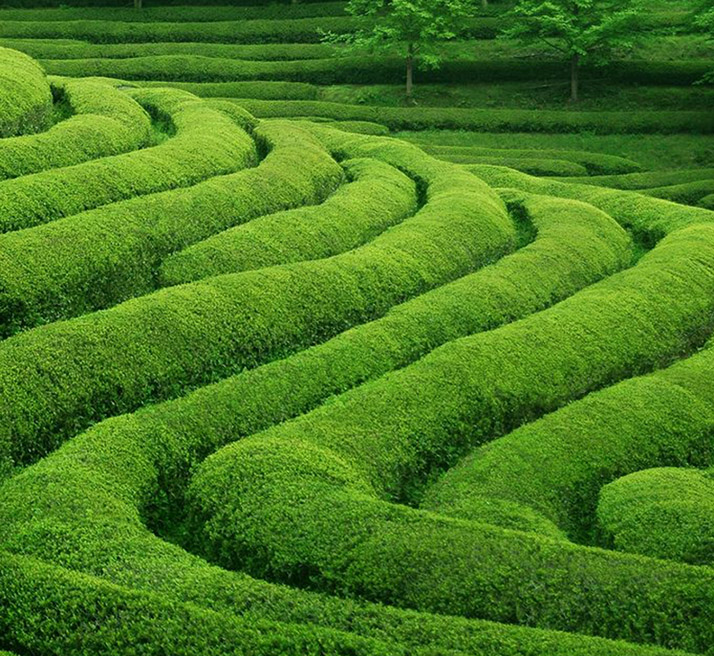 茶叶灵气®课程