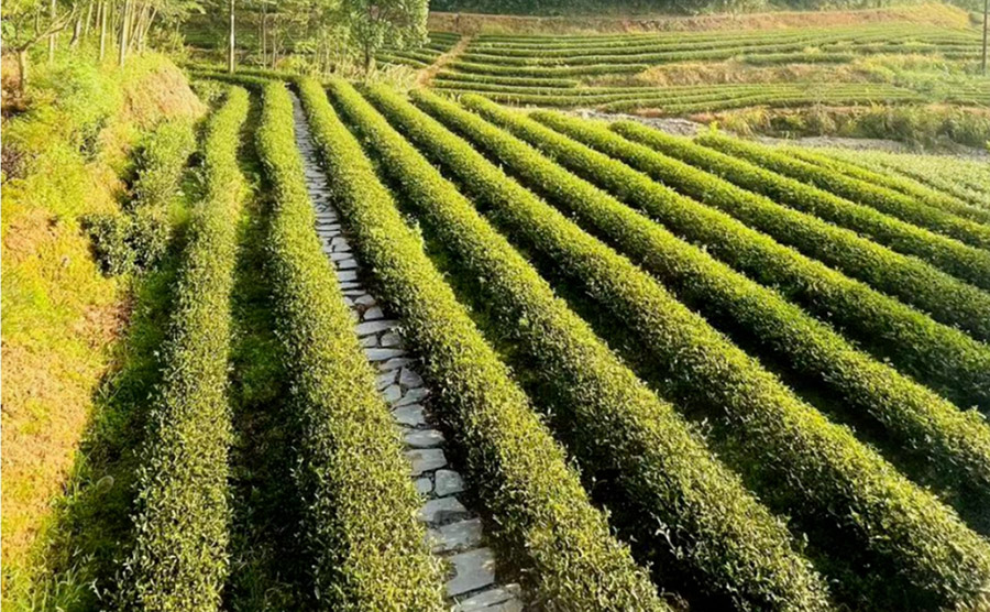 福建站-武夷山茶园疗愈之旅